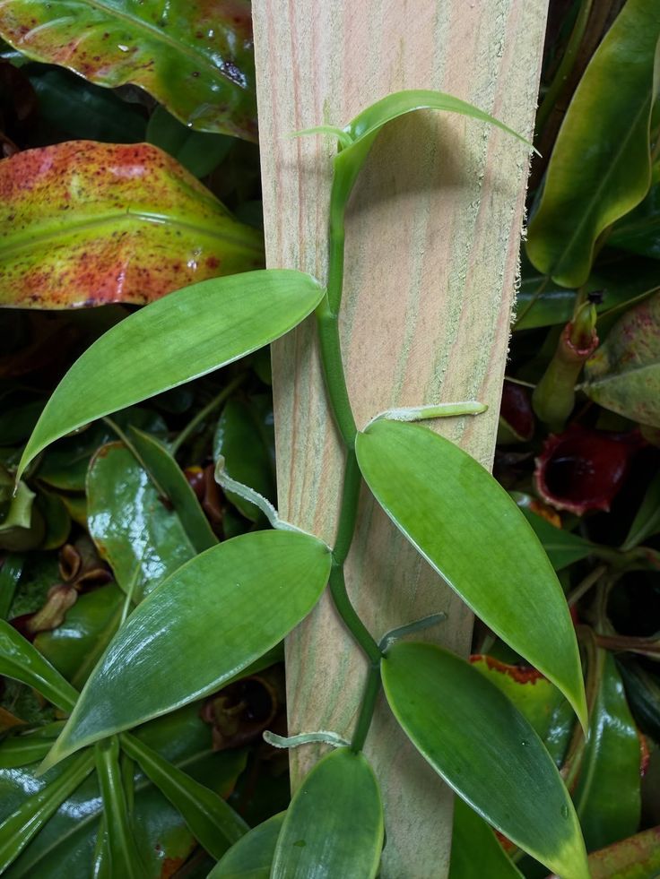 Vanilla Vines for Planting – Healthy Organic Vanilla Cuttings for Kenya among African Farms