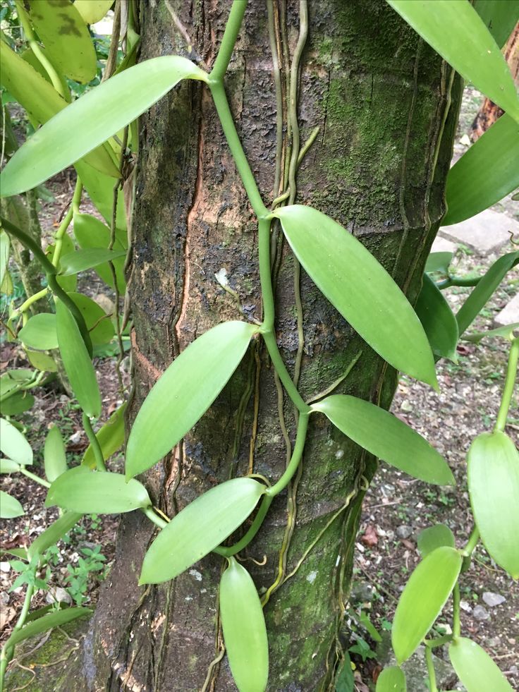 Vanilla Vines for Planting – Healthy Organic Vanilla Cuttings for Kenya among African Farms
