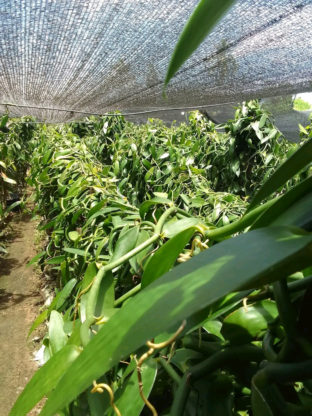 Free Vanilla Farming Consultancy Service – Expert Guidance for Growers