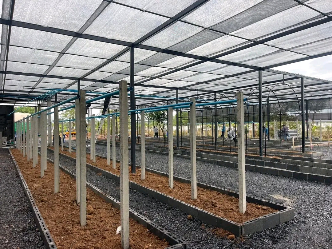 Free Vanilla Farming Consultancy Service – Expert Guidance for Growers