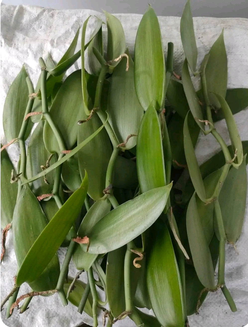 Ugandan Vanilla Planifolia Cuttings – Healthy Rooted Vines for Planting