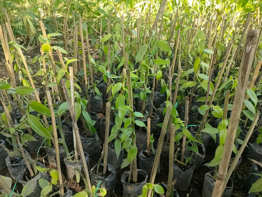 Ugandan Vanilla Planifolia Cuttings – Healthy Rooted Vines for Planting