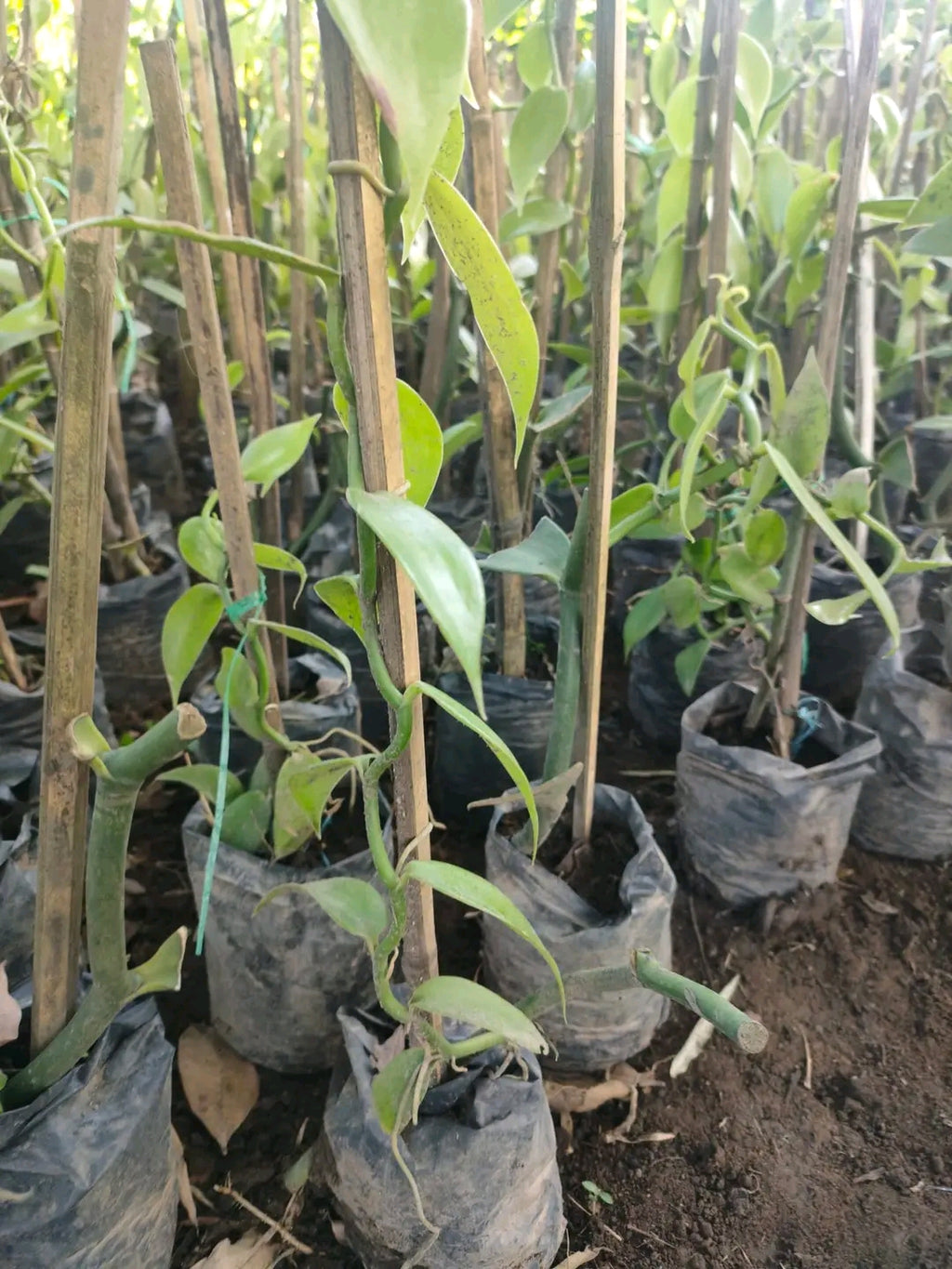 Ugandan Vanilla Planifolia Cuttings – Healthy Rooted Vines for Planting