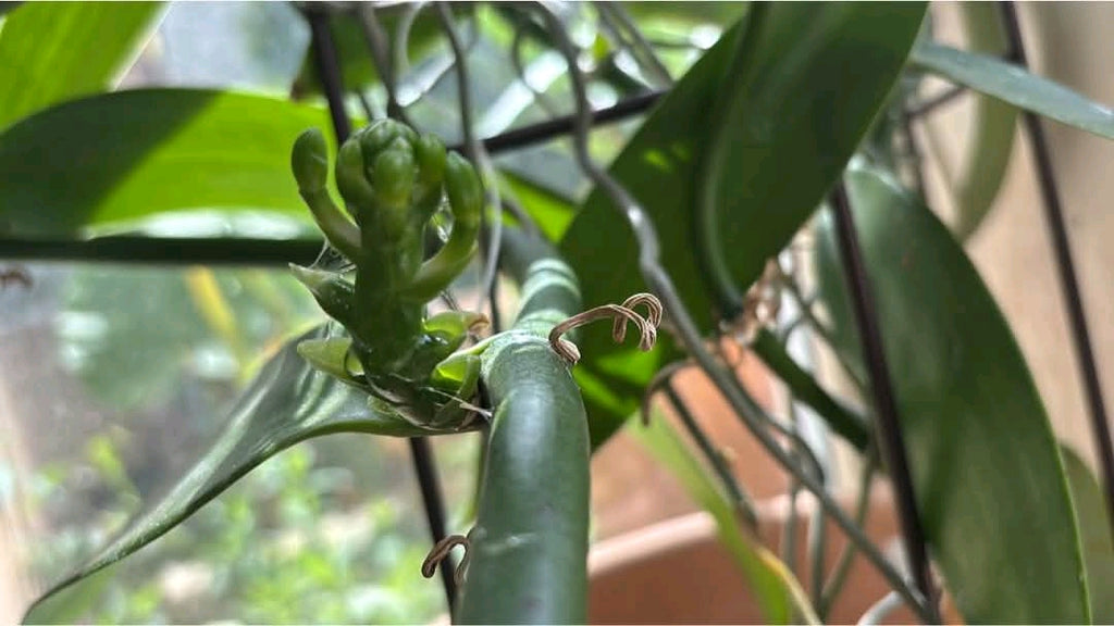 Ugandan Vanilla Planifolia Cuttings – Healthy Rooted Vines for Planting