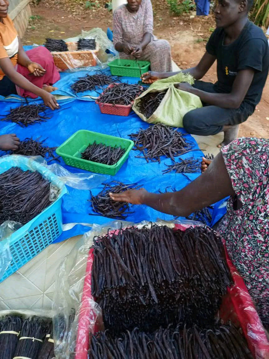 Premium Ugandan Vanilla Beans – Grade A Gourmet Pods