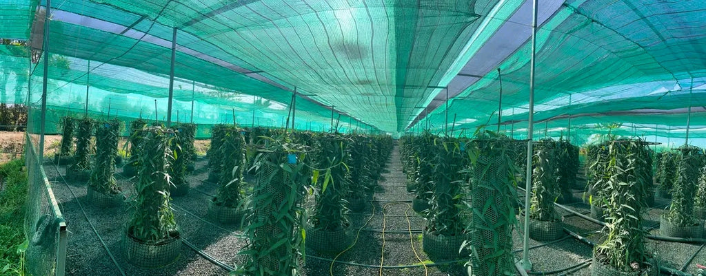 Free Vanilla Farming Consultancy Service – Expert Guidance for Growers