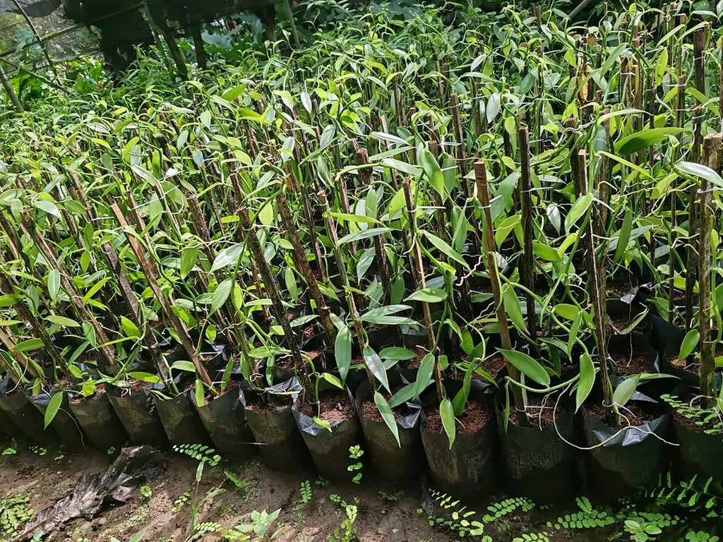 Ugandan Vanilla Planifolia Cuttings – Healthy Rooted Vines for Planting