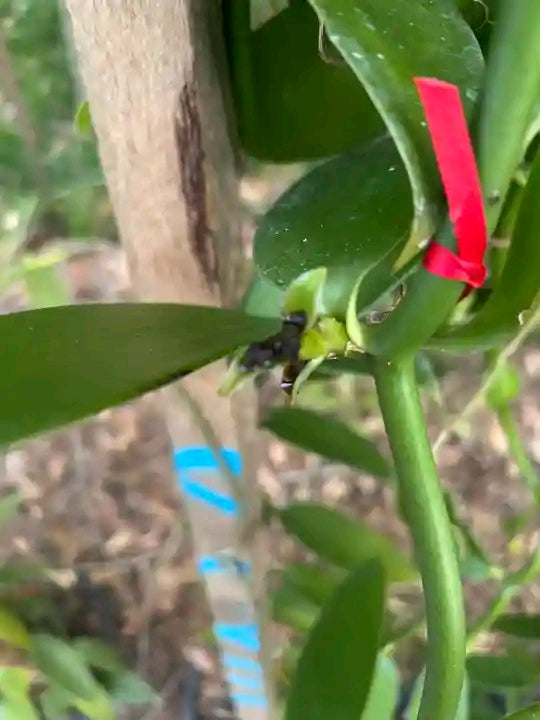 Ugandan Vanilla Planifolia Cuttings – Healthy Rooted Vines for Planting