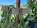 Vanilla Vines for Planting – Healthy Organic Vanilla Cuttings for Kenya among African Farms