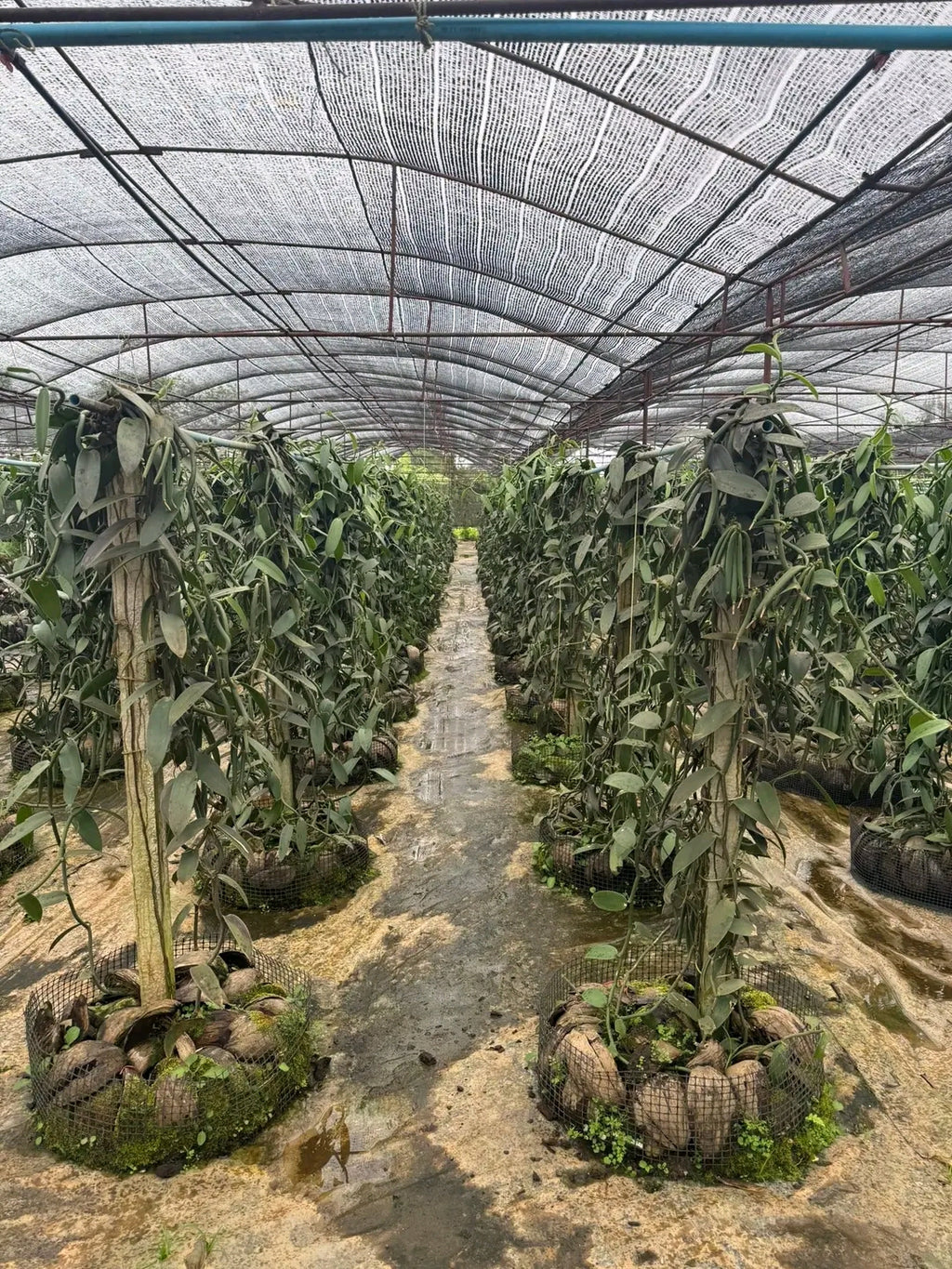 Free Vanilla Farming Consultancy Service – Expert Guidance for Growers