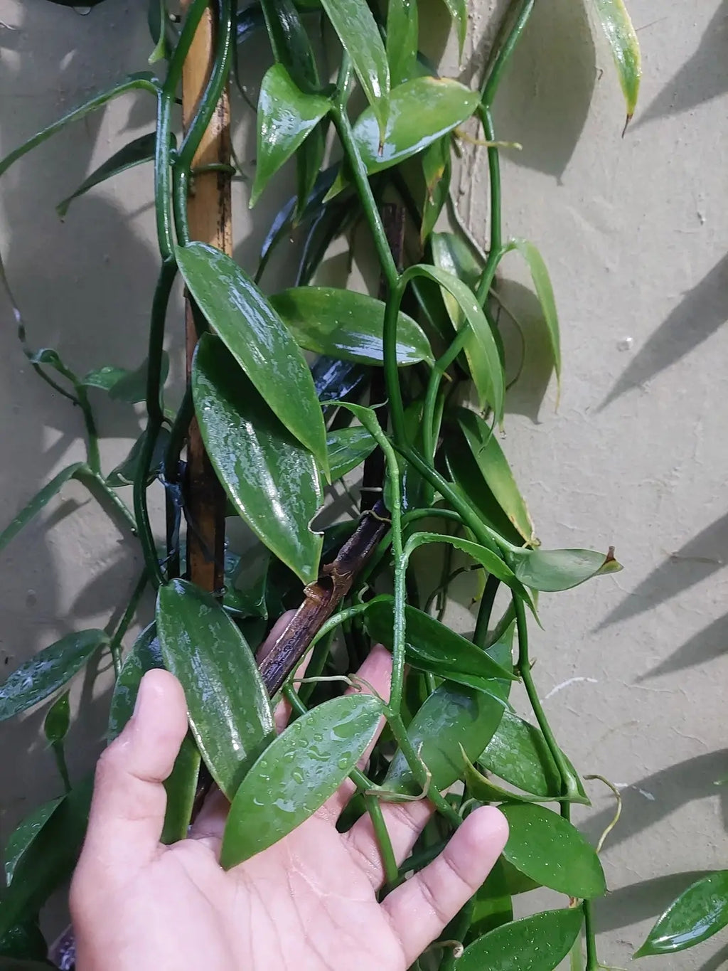Ugandan Vanilla Planifolia Cuttings – Healthy Rooted Vines for Planting