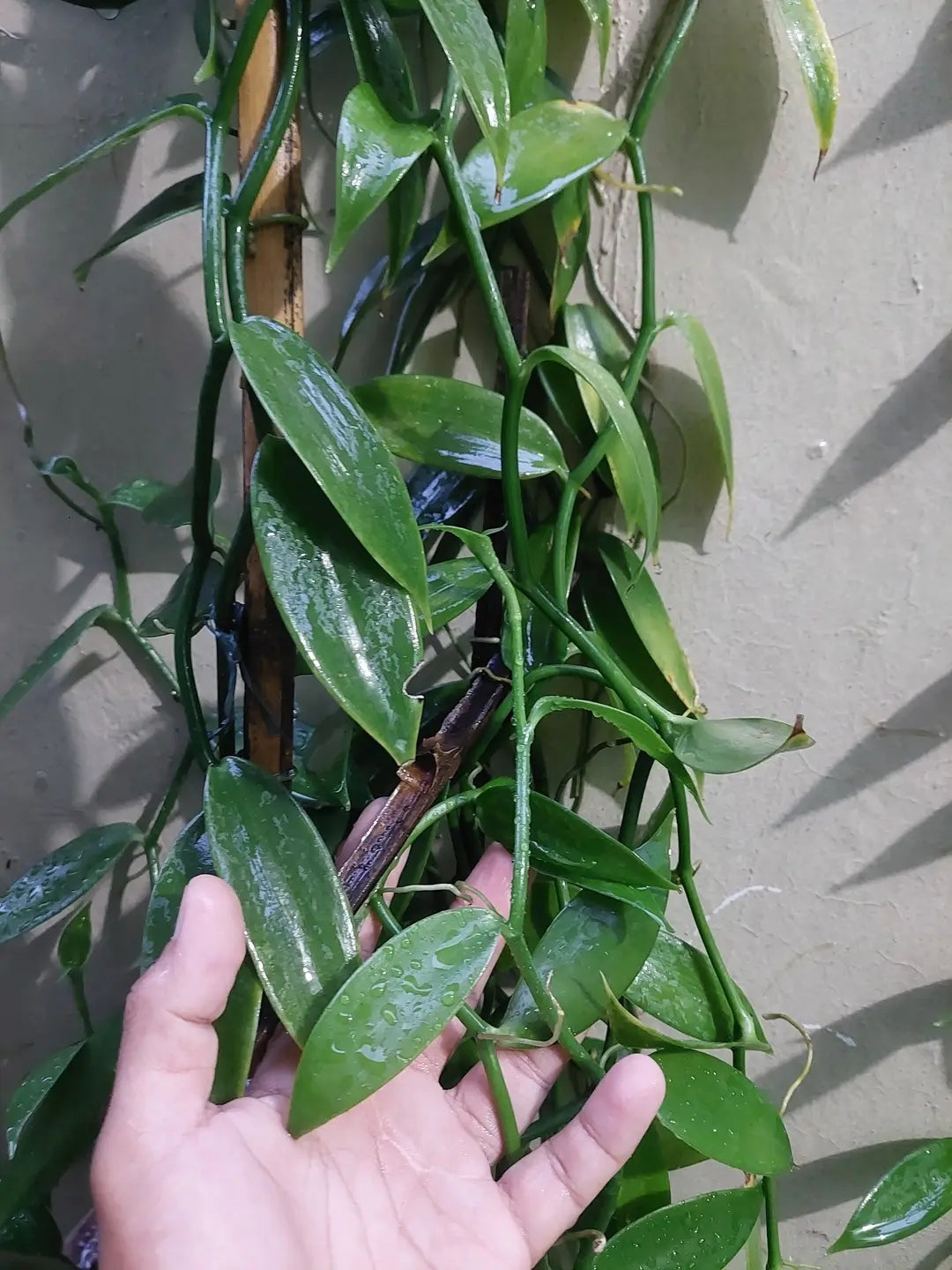 Ugandan Vanilla Planifolia Cuttings – Healthy Rooted Vines for Planting