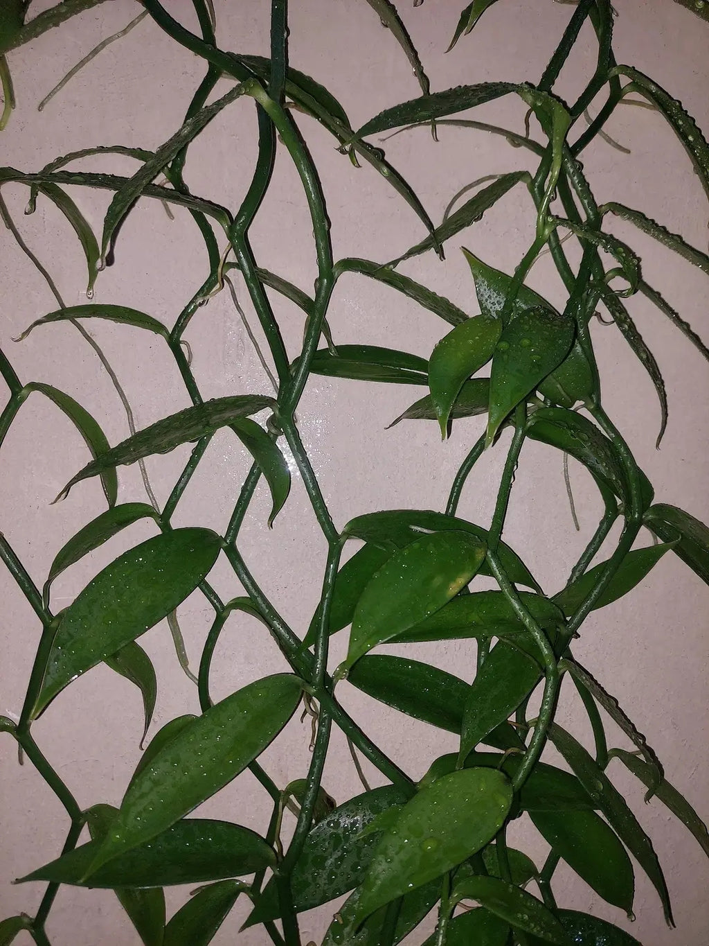Ugandan Vanilla Planifolia Cuttings – Healthy Rooted Vines for Planting