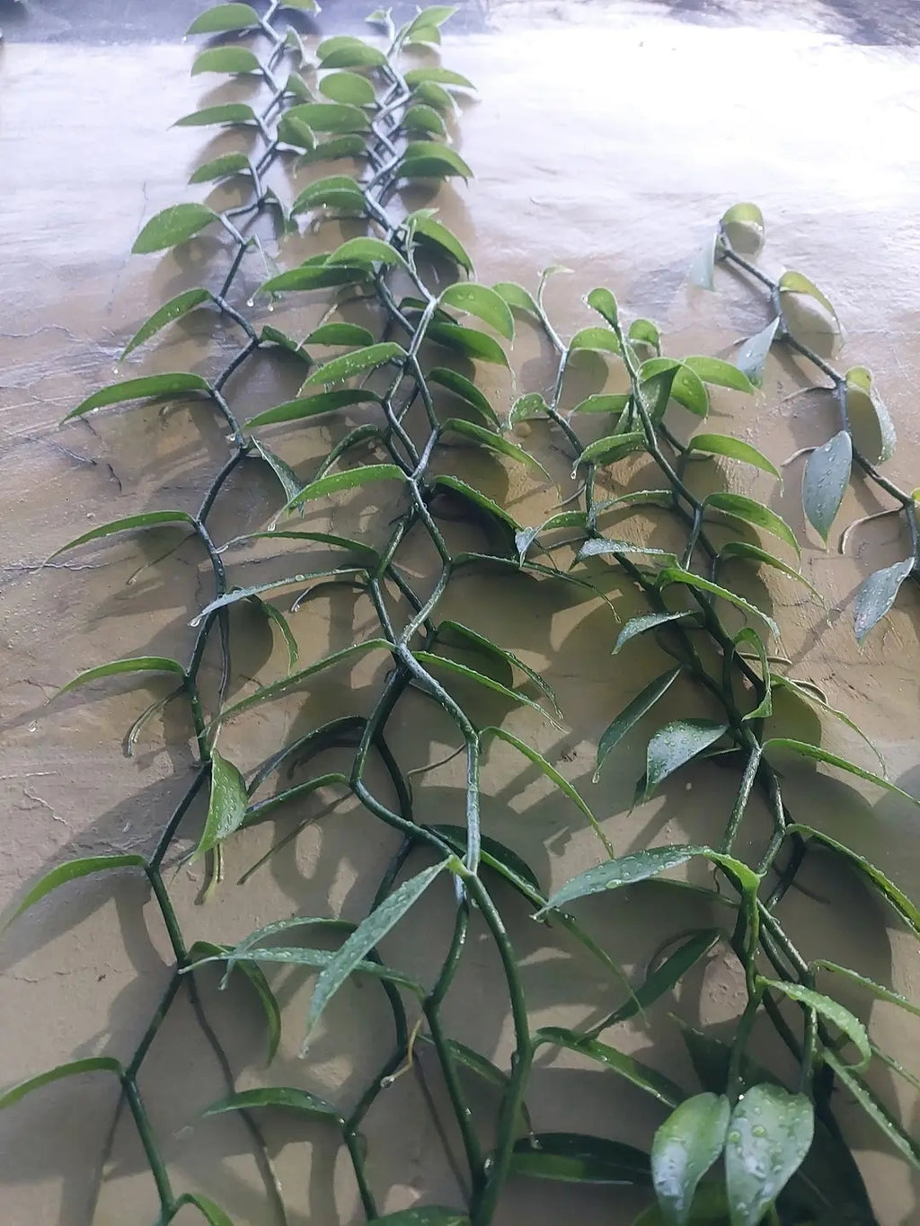 Ugandan Vanilla Planifolia Cuttings – Healthy Rooted Vines for Planting