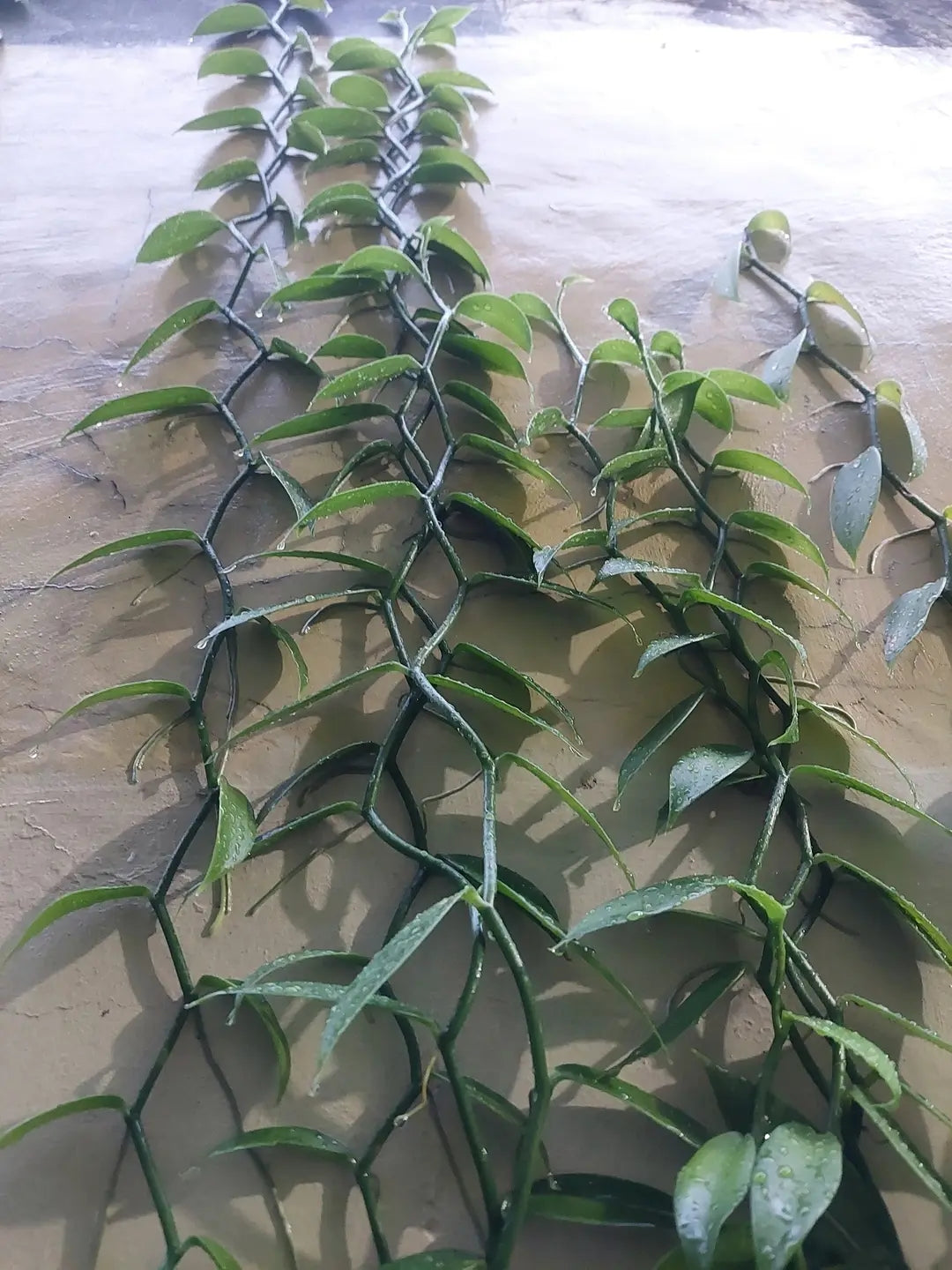 Ugandan Vanilla Planifolia Cuttings – Healthy Rooted Vines for Planting