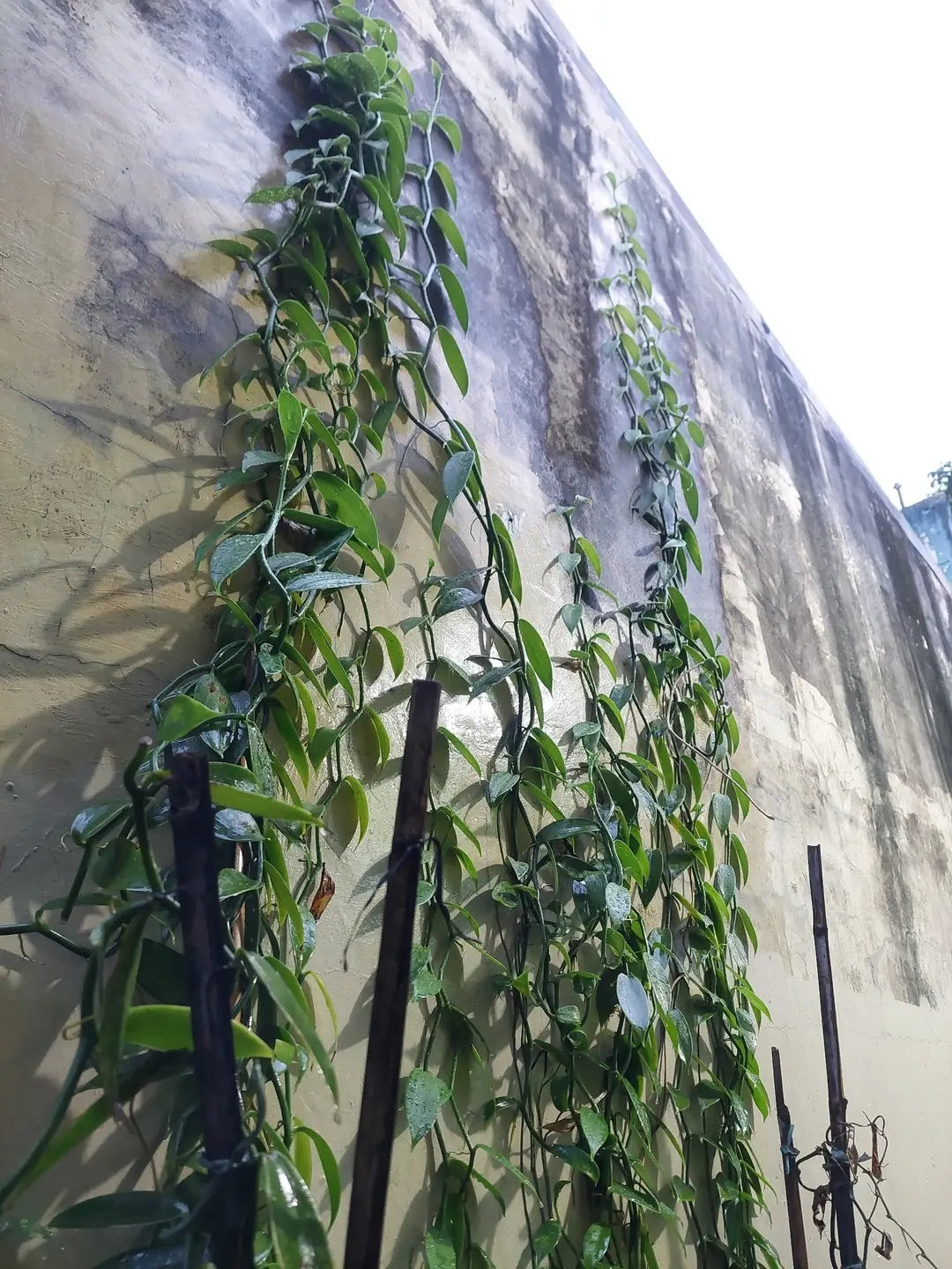 Ugandan Vanilla Planifolia Cuttings – Healthy Rooted Vines for Planting