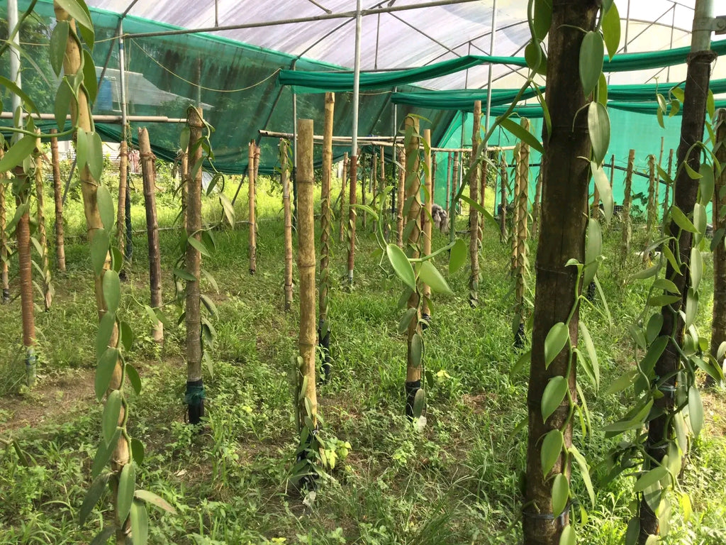 Free Vanilla Farming Consultancy Service – Expert Guidance for Growers