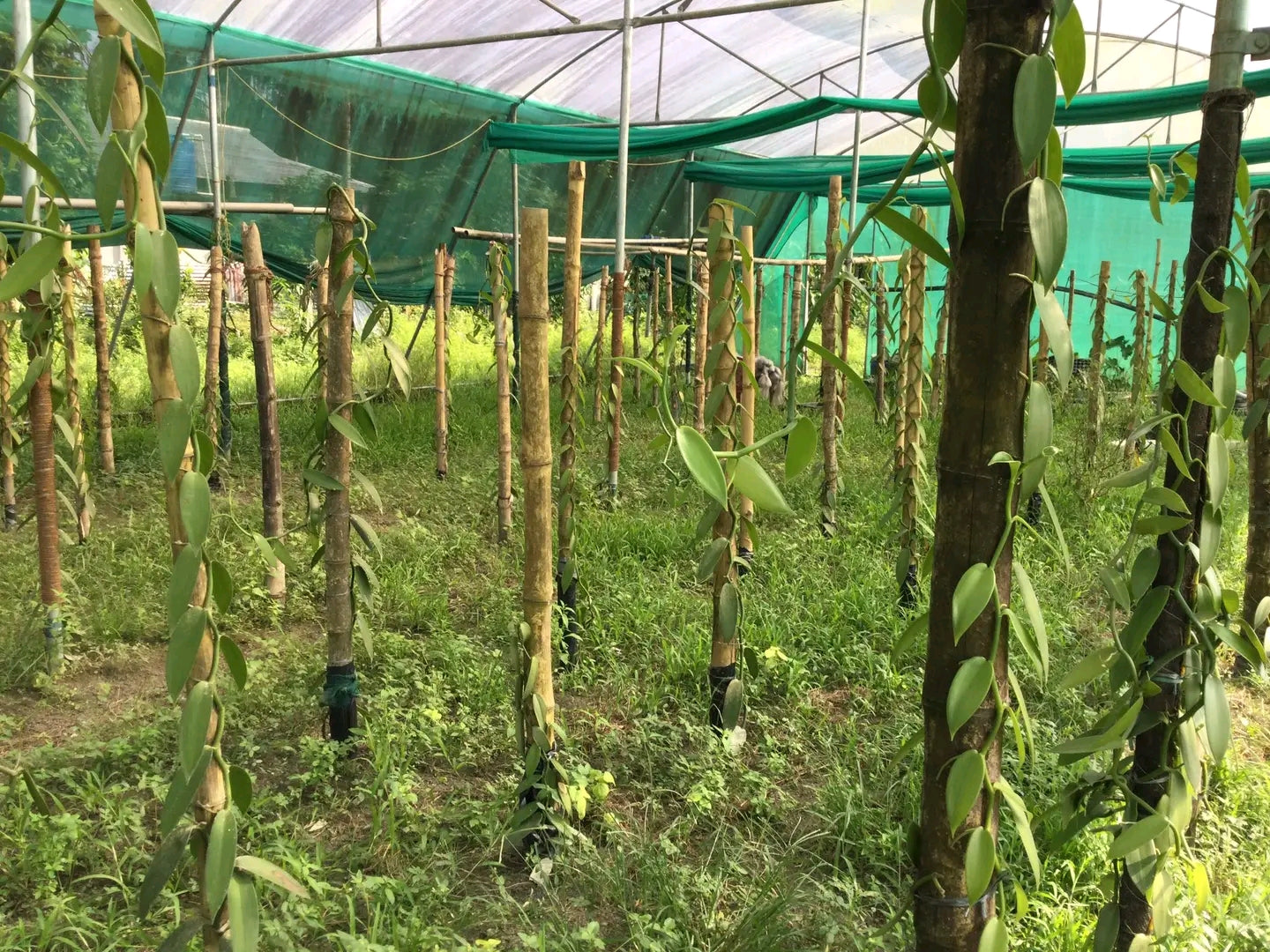 Free Vanilla Farming Consultancy Service – Expert Guidance for Growers