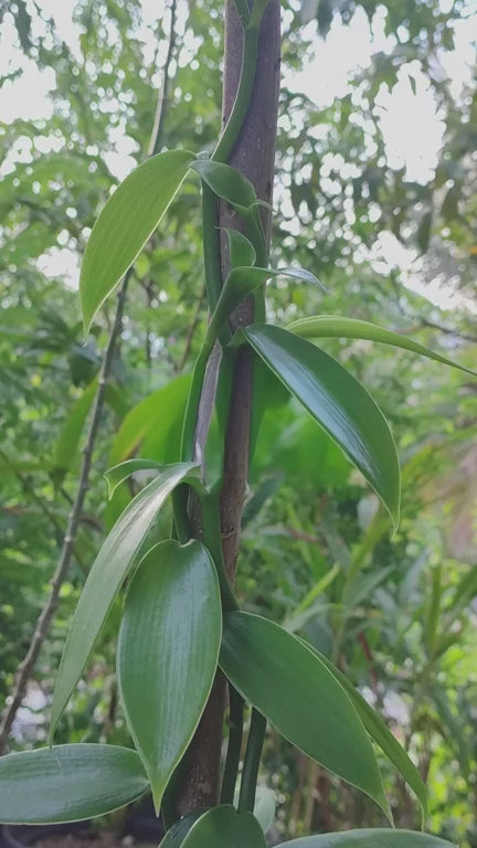 Vanilla Vines for Planting – Healthy Organic Vanilla Cuttings for Kenya among African Farms